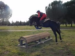 Chevaux